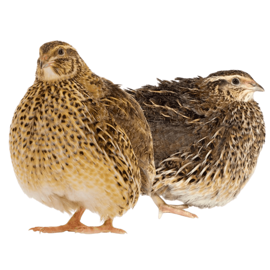 Al Bustan Quail